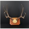 Image 1 : Montana Taxidermy Mule Deer Horns