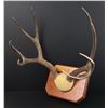 Image 3 : Montana Taxidermy Mule Deer Horns