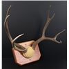 Image 4 : Montana Taxidermy Mule Deer Horns