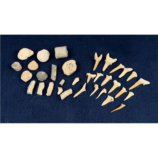 Collection of Fossils and Shark Teeth