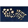 Image 1 : Collection of Fossils and Shark Teeth