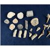 Image 2 : Collection of Fossils and Shark Teeth