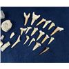 Image 3 : Collection of Fossils and Shark Teeth