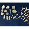 Image 5 : Collection of Fossils and Shark Teeth