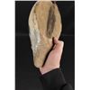Image 5 : Antique Bufflehead Wood Duck Decoy