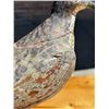 Image 16 : Nantucket Eskimo Curlew Shorebird Hunting Decoy