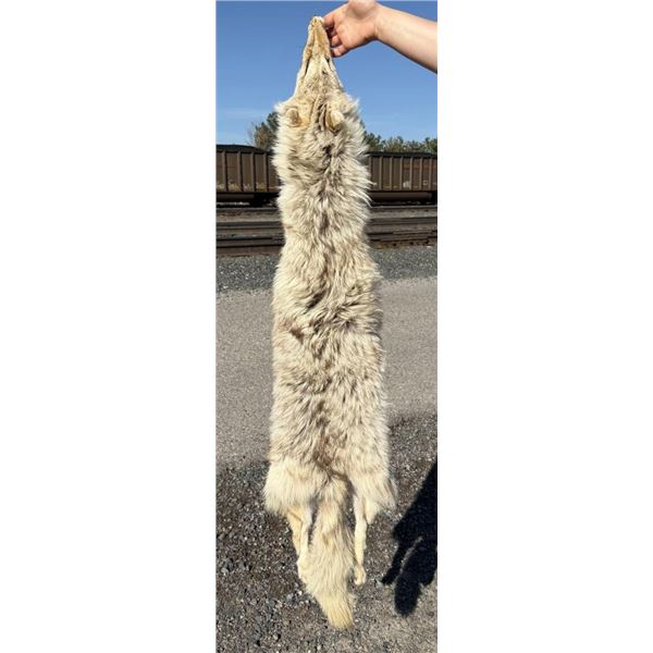 Montana Taxidermy Coyote Pelt Hide