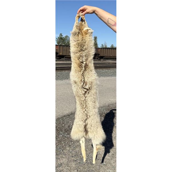 Montana Taxidermy Coyote Pelt Hide