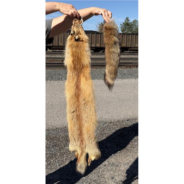 Montana Taxidermy Red Fox Hide Pelt