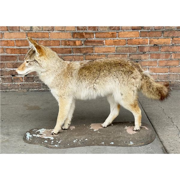 Montana Taxidermy Coyote Mount
