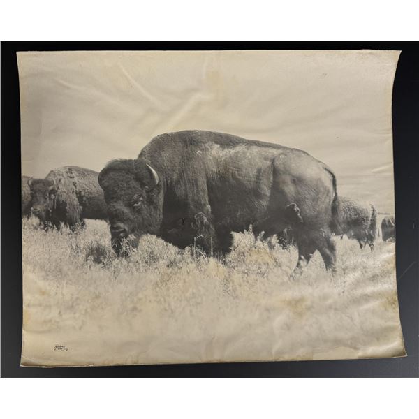 Yellowstone National Park Montana Buffalo Photo
