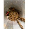 Image 6 : Harrington CF Series Manual Chain Hoist, Shackles, Hooks, Pipe Clamp, Chain, etc