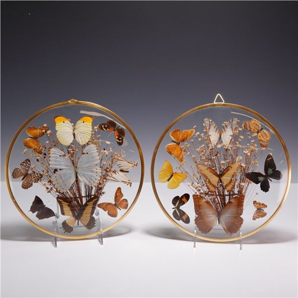 2pc Taxidermy Butterfly and Dried Flower Circular Glass Wall Displays