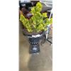 Image 1 : POTTED CEDAR TREE