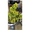 Image 2 : POTTED CEDAR TREE