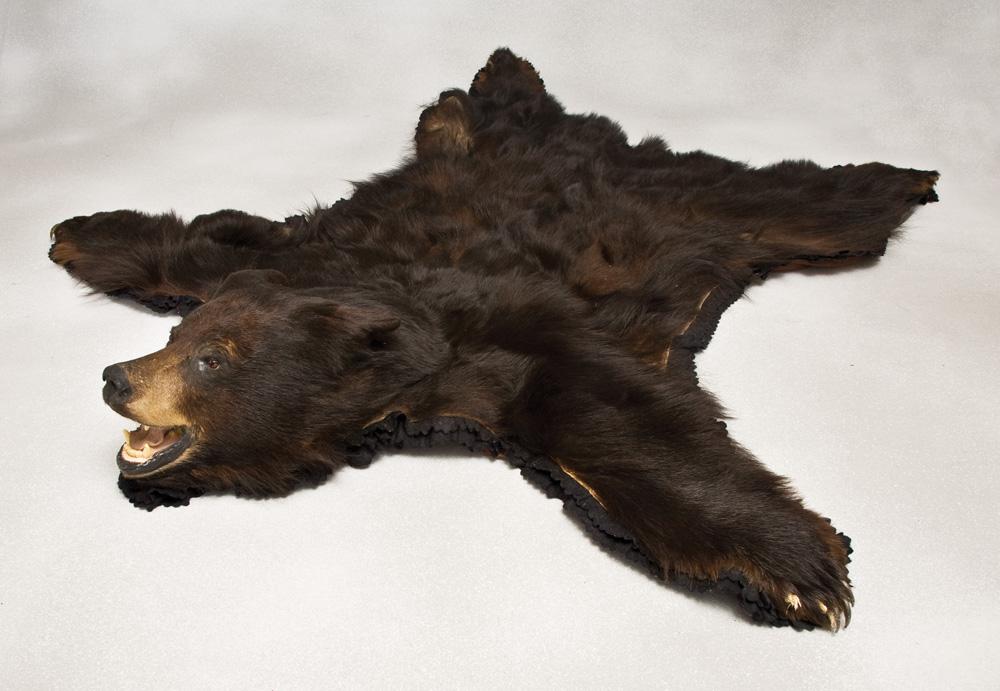 Trophy Black Bear Rug. From The Roy Rogers Dale Evans Museum