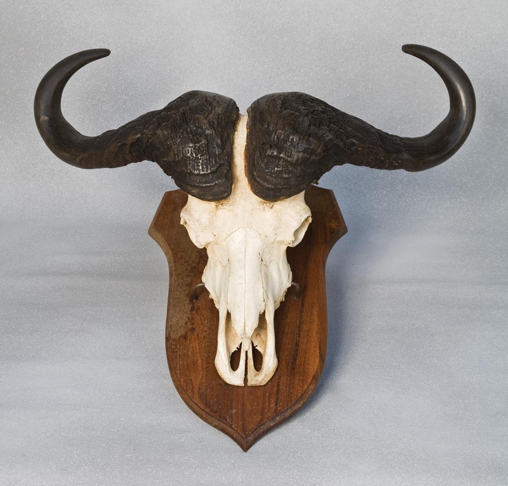 Cape Buffalo Trophy. From The Roy Rogers Dale Evans Museum