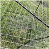 Image 2 : magpie trap