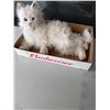 Image 1 : Cat