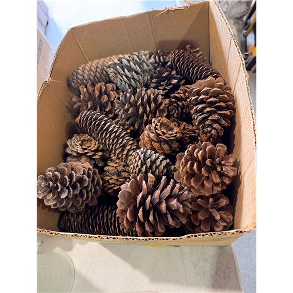 Pinecones