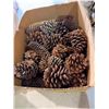 Image 1 : Pinecones