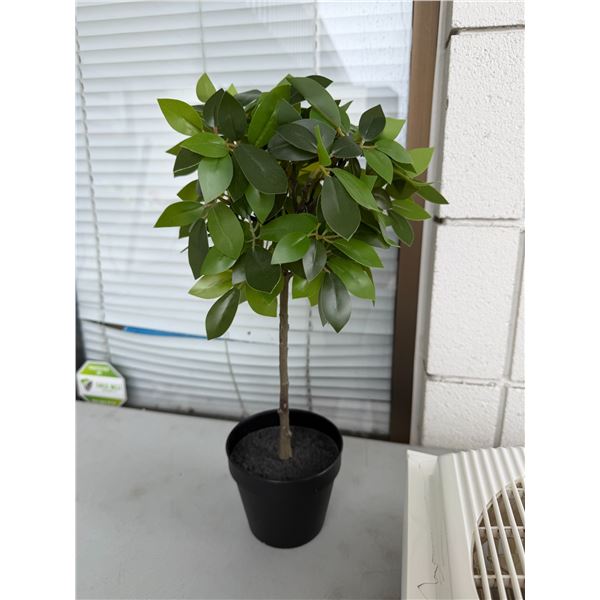 Table plant
