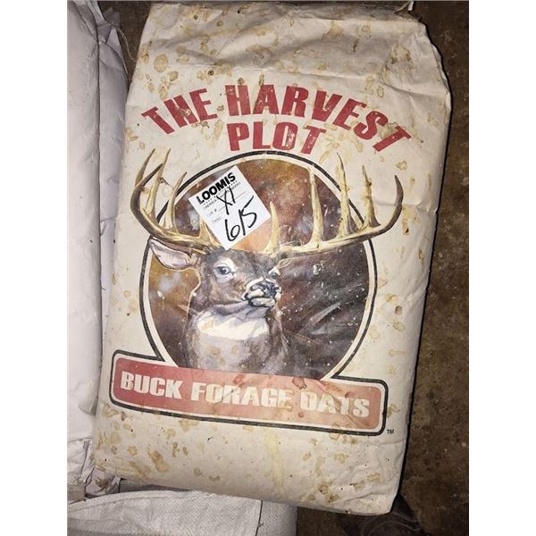 BUCK FORAGE OATS