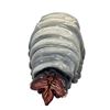 Image 3 : Starship Troopers (1997) - Painted Bug Maquette