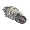 Image 4 : Starship Troopers (1997) - Painted Bug Maquette