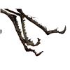 Image 9 : Evolution (2001) (Phil Tippett Collection) - Flying Bug Monster Painted Maquette