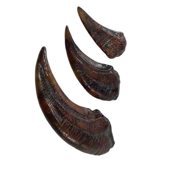 Jurassic Park (1993) - Velociraptor Claw Set