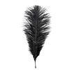 Image 1 : Harry Potter and the Sorcerer's Stone (2001) - Production Used Feather