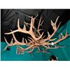 Image 1 : 3-Large Antler Chandelier - 3 X $