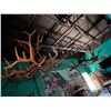 Image 2 : 3-Large Antler Chandelier - 3 X $