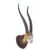 Image 3 : A Dr. Seuss Unorthodox Taxidermy Two Horned Drouberhannis.