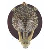 Image 3 : A Dr. Seuss Unorthodox Taxidermy Turtle-Necked Sea-Turtle.