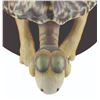 Image 4 : A Dr. Seuss Unorthodox Taxidermy Turtle-Necked Sea-Turtle.