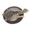 Image 5 : A Dr. Seuss Unorthodox Taxidermy Turtle-Necked Sea-Turtle.