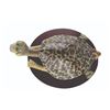 Image 6 : A Dr. Seuss Unorthodox Taxidermy Turtle-Necked Sea-Turtle.