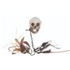 Image 1 : A "Pirates of the Caribbean: Dead Man's Chest" Prop Skull.