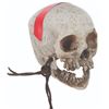 Image 3 : A "Pirates of the Caribbean: Dead Man's Chest" Prop Skull.