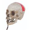Image 4 : A "Pirates of the Caribbean: Dead Man's Chest" Prop Skull.