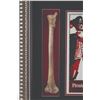 Image 5 : A Pirates of the Caribbean Prop Bone Display.