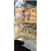 Image 10 : 50 ASSORTED CARDS PLUS RACK (SANDY SHINCLCI PHOTOGRAPHY WILDLIFE)