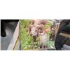 Image 4 : 50 ASSORTED CARDS PLUS RACK (SANDY SHINCLCI PHOTOGRAPHY WILDLIFE)