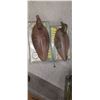 Image 8 : 4 BOXES OF 12 MALLARD DEEKS DECOYS
