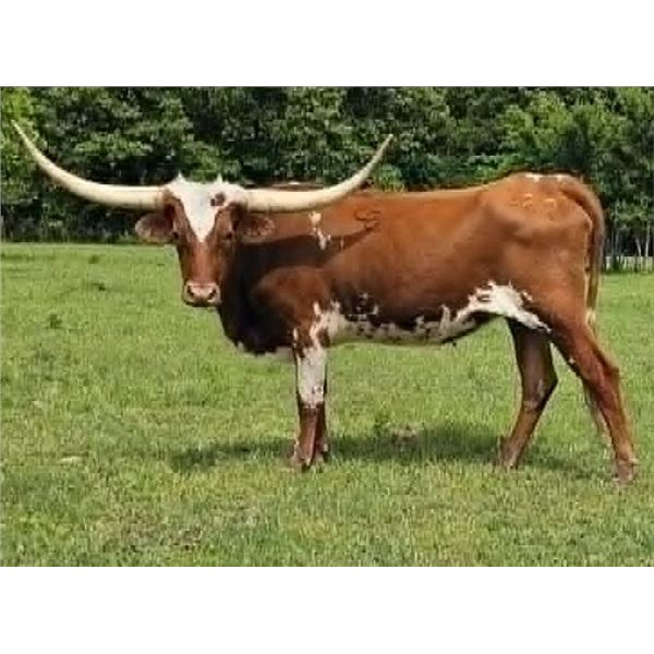 SWEETWATER COWGIRL CPL