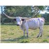 Image 1 : TP JOSIE 11/7