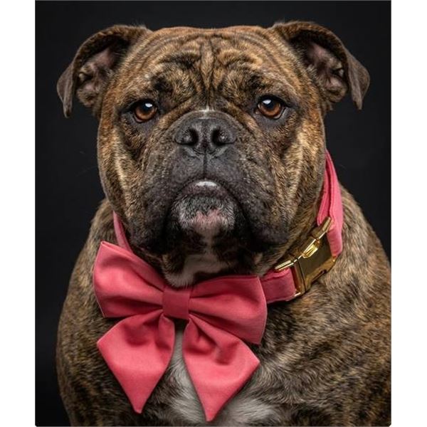 Meca Bane XL Peach Blossom Pink Dog Collar