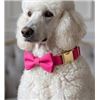 Image 1 : Maca Bates Rose Red XL Dog Collar Set